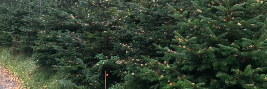 Waldhubenhof Weihnachtsbäume