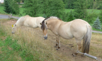 Waldhubenhof-Tiere-Pferde-15.jpg