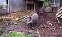 Waldhubenhof_Tiere_Wildschwein-1.jpg