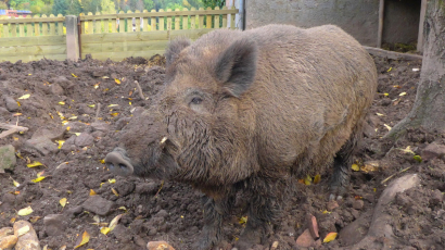 Wildschwein "Emil"