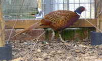 Waldhubenhof-Tiere-Vogelvoiliere-2.jpg