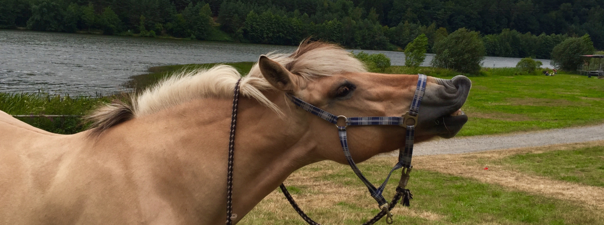 Reiten auf dem Waldhubenhof