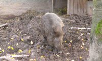 Waldhubenhof_Tiere_Wildschwein-8.jpg