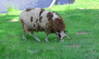 Waldhubenhof-Tiere-Schafe-2.jpg