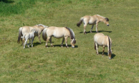 Waldhubenhof-Tiere-Pferde-20.jpg