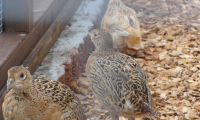 Waldhubenhof-Tiere-Vogelvoiliere-12.jpg