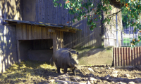 Waldhubenhof_Tiere_Wildschwein-3.jpg