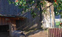 Waldhubenhof_Tiere_Wildschwein-11.jpg