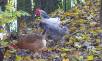 Waldhubenhof-Tiere-Hühner-3.jpg