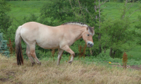 Waldhubenhof-Tiere-Pferde-16.jpg