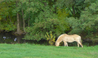 Waldhubenhof-Tiere-Pferde-3.jpg