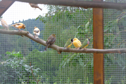 Vogelvoliere auf dem Waldhubenhof