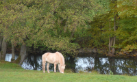 Waldhubenhof-Tiere-Pferde-4.jpg