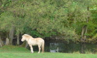 Waldhubenhof-Tiere-Pferde-2.jpg