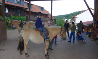 Waldhubenhof-Tiere-Pferde-10.jpg