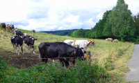Waldhubenhof-Tiere-Rinder-3.jpg
