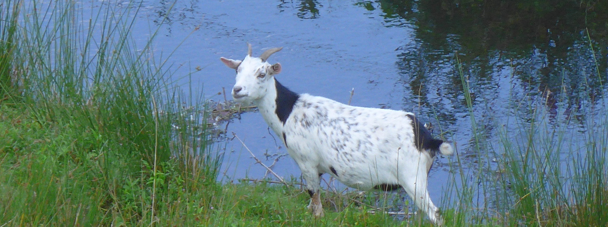 Tiere auf dem Waldhubenhof