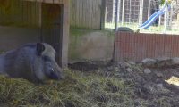 Waldhubenhof_Tiere_Wildschwein-10.jpg